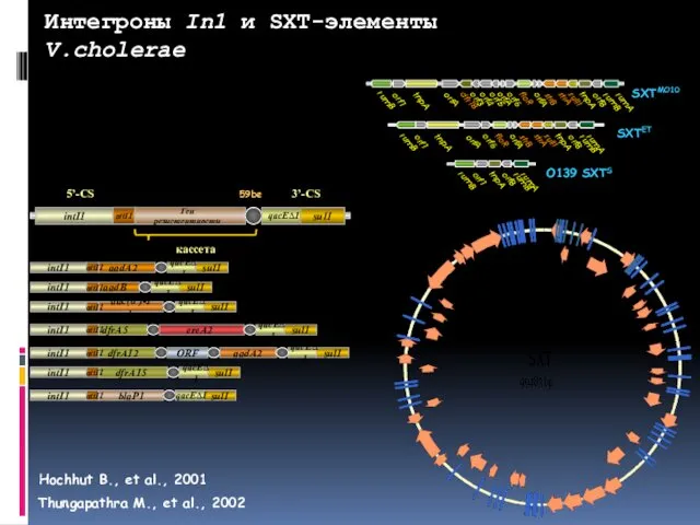 Интегроны In1 и SXT-элементы V.cholerae Thungapathra M., et al., 2002 Hochhut B., et al., 2001