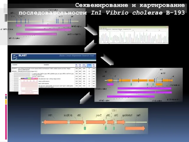 Секвенирование и картирование последовательности In1 Vibrio cholerae В-193