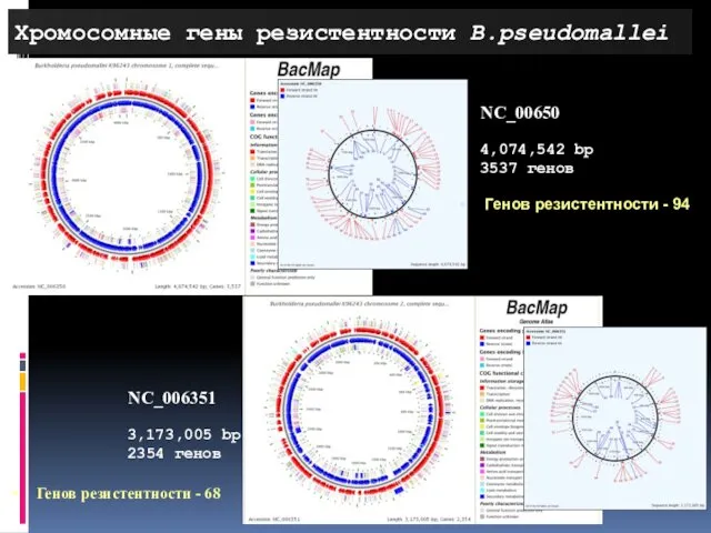 Хромосомные гены резистентности B.pseudomallei NC_00650 4,074,542 bp 3537 генов Генов резистентности