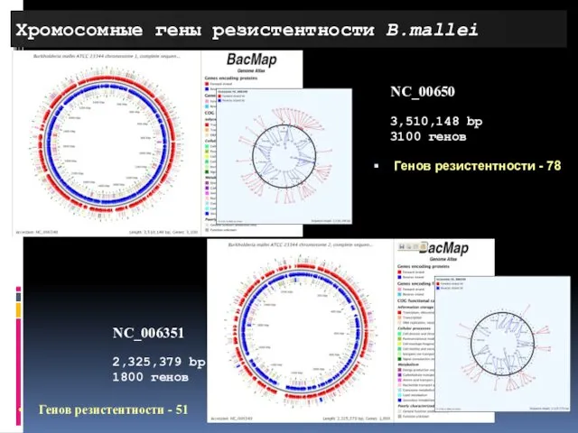 Хромосомные гены резистентности B.mallei NC_006351 2,325,379 bp 1800 генов Генов резистентности