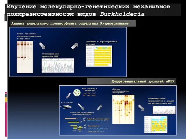 Изучение молекулярно-генетических механизмов полирезистентности видов Burkholderia Дифференциальный дисплей мРНК Анализ аллельного полиморфизма отдельных R-детерминант