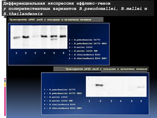 Дифференциальная экспрессия эффлюкс-генов у полирезистентных вариантов B.pseudomallei, B.mallei и B.thailandensis Транскрипты