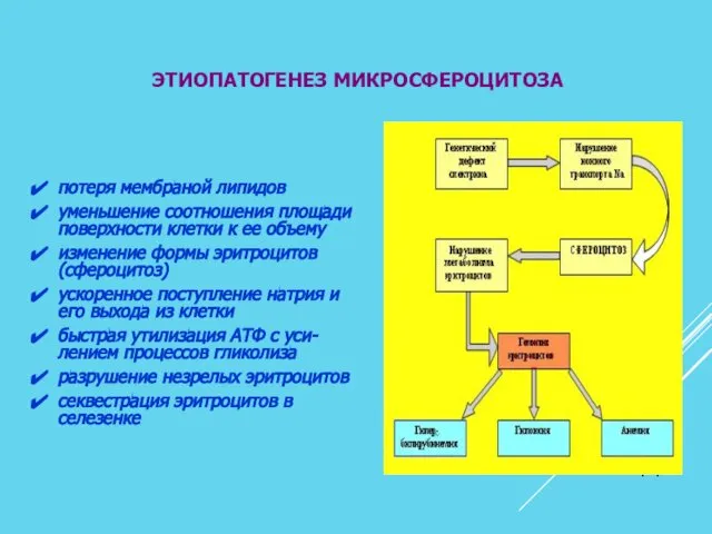 ЭТИОПАТОГЕНЕЗ МИКРОСФЕРОЦИТОЗА потеря мембраной липидов уменьшение соотношения площади поверхности клетки к