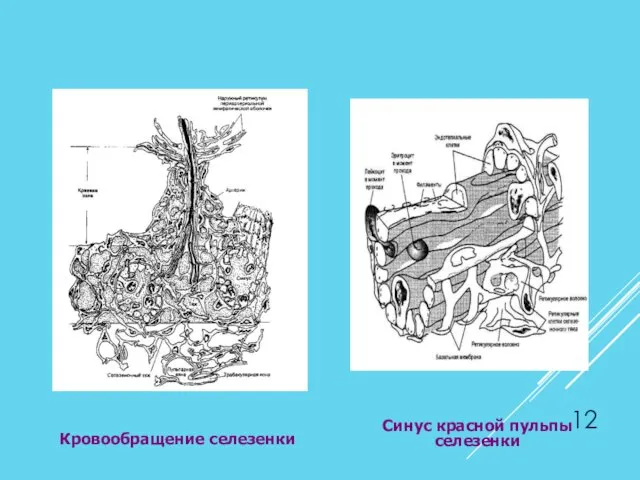 Кровообращение селезенки Синус красной пульпы селезенки