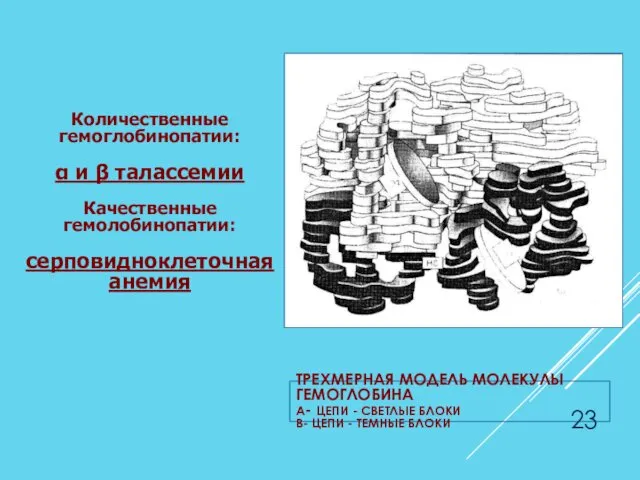 ТРЕХМЕРНАЯ МОДЕЛЬ МОЛЕКУЛЫ ГЕМОГЛОБИНА Α- ЦЕПИ - СВЕТЛЫЕ БЛОКИ Β- ЦЕПИ