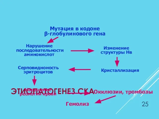 ЭТИОПАТОГЕНЕЗ СКА Мутация в кодоне β-глобулинового гена Изменение структуры Нв Нарушение