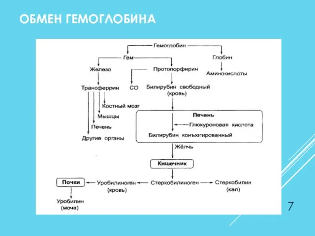 ОБМЕН ГЕМОГЛОБИНА