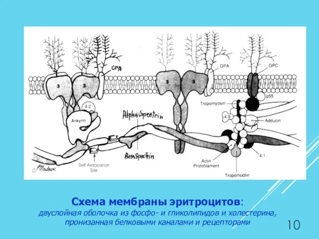 Схема мембраны эритроцитов: двуслойная оболочка из фосфо- и гликолипидов и холестерина, пронизанная белковыми каналами и рецепторами