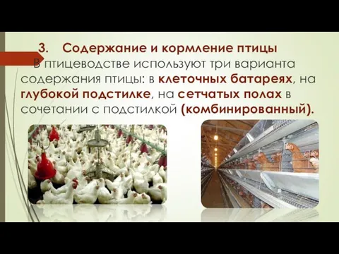 3. Содержание и кормление птицы В птицеводстве используют три варианта содержания