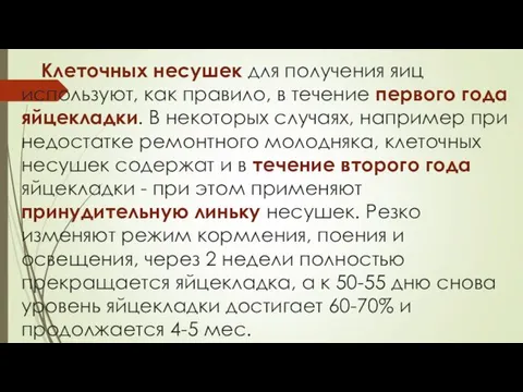 Клеточных несушек для получения яиц используют, как правило, в течение первого