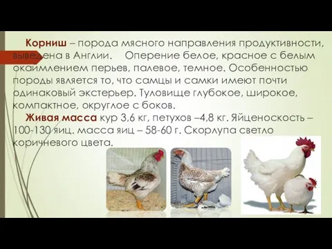 Корниш – порода мясного направления продуктивности, выведена в Англии. Оперение белое,