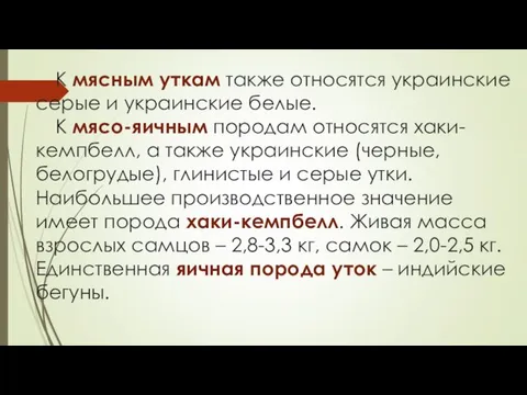 К мясным уткам также относятся украинские серые и украинские белые. К