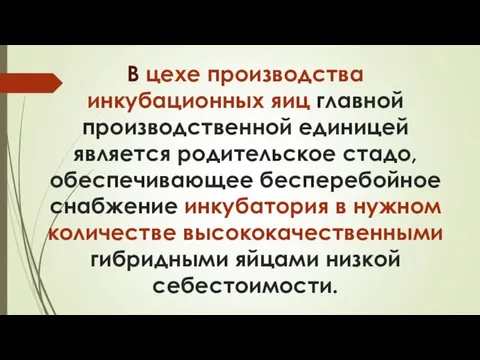 В цехе производства инкубационных яиц главной производственной единицей является родительское стадо,