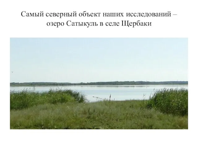 Самый северный объект наших исследований – озеро Сатыкуль в селе Щербаки