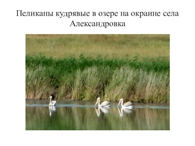 Пеликаны кудрявые в озере на окраине села Александровка