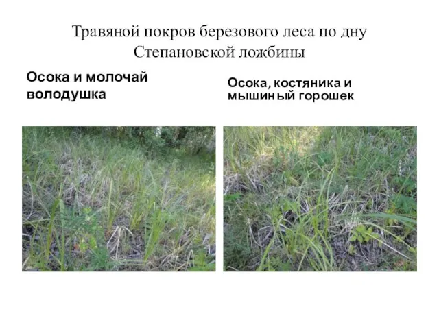 Травяной покров березового леса по дну Степановской ложбины Осока и молочай