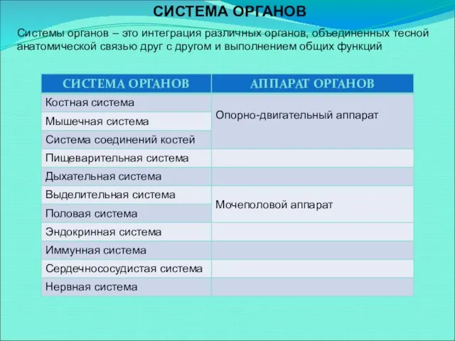 СИСТЕМА ОРГАНОВ Системы органов – это интеграция различных органов, объединенных тесной