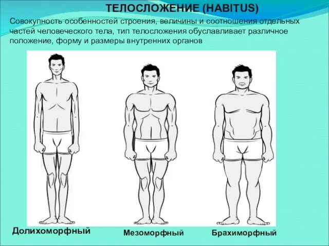 ТЕЛОСЛОЖЕНИЕ (HABITUS) Совокупность особенностей строения, величины и соотношения отдельных частей человеческого