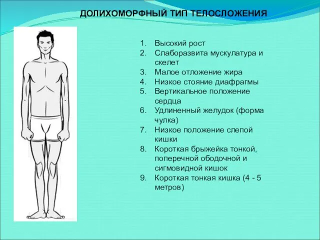 Высокий рост Слаборазвита мускулатура и скелет Малое отложение жира Низкое стояние