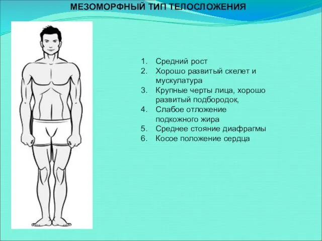 Средний рост Хорошо развитый скелет и мускулатура Крупные черты лица, хорошо