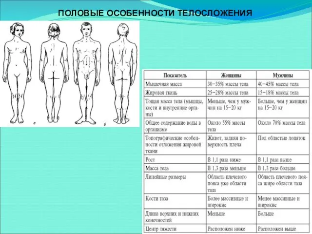 ПОЛОВЫЕ ОСОБЕННОСТИ ТЕЛОСЛОЖЕНИЯ