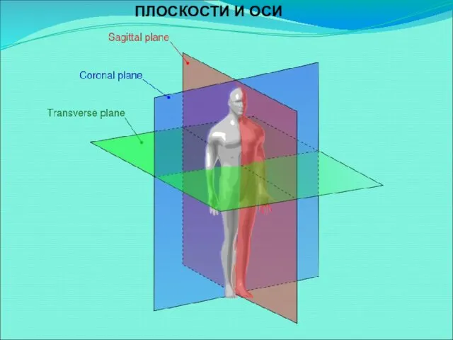 ПЛОСКОСТИ И ОСИ