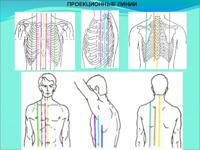 ПРОЕКЦИОННЫЕ ЛИНИИ