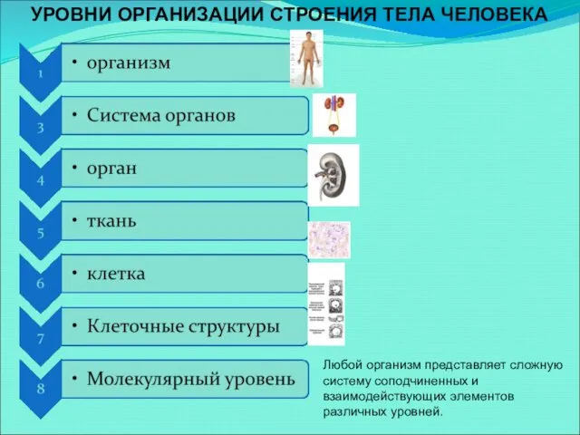 УРОВНИ ОРГАНИЗАЦИИ СТРОЕНИЯ ТЕЛА ЧЕЛОВЕКА Любой организм представляет сложную систему соподчиненных и взаимодействующих элементов различных уровней.