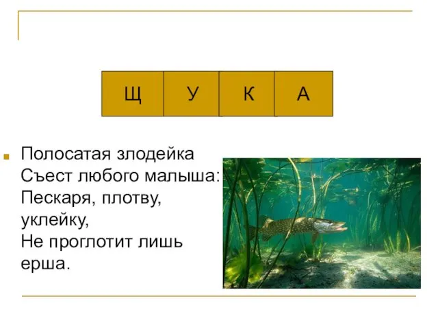 У Щ Полосатая злодейка Съест любого малыша: Пескаря, плотву, уклейку, Не проглотит лишь ерша. К А