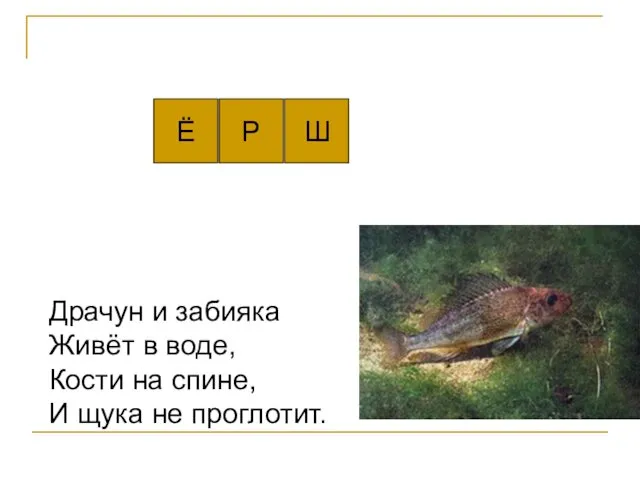 Ё Драчун и забияка Живёт в воде, Кости на спине, И щука не проглотит. Р Ш