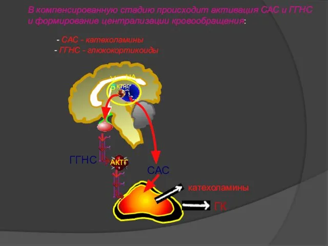 НА АКТГ ГГНС ГК САС катехоламины - ГГНС - глюкокортикоиды В