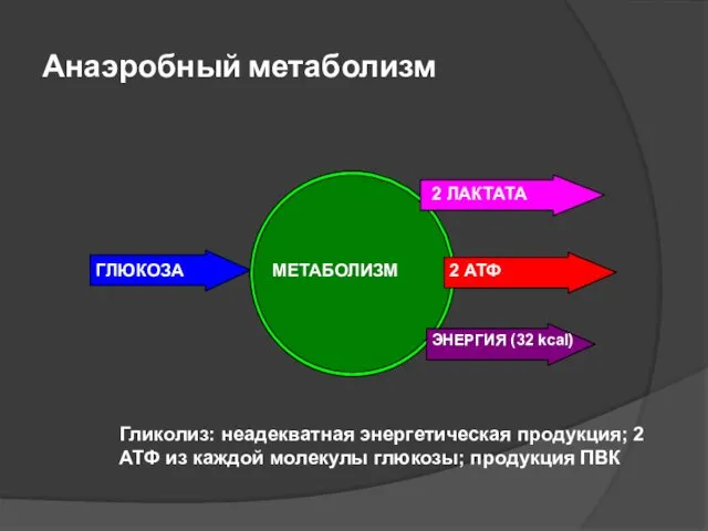 Анаэробный метаболизм Гликолиз: неадекватная энергетическая продукция; 2 АТФ из каждой молекулы глюкозы; продукция ПВК