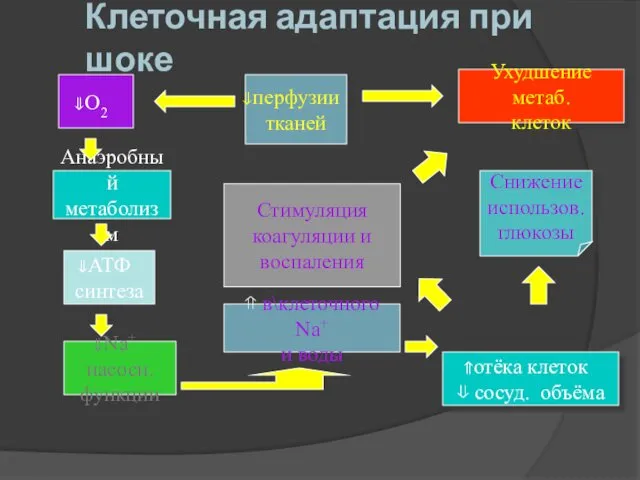 Клеточная адаптация при шоке перфузии тканей