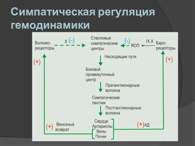 Симпатическая регуляция гемодинамики