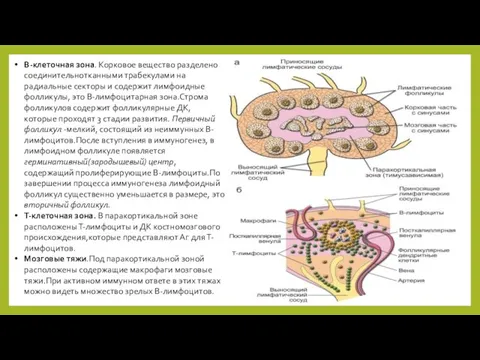 В-клеточная зона. Корковое вещество разделено соединительнотканными трабекулами на радиальные секторы и