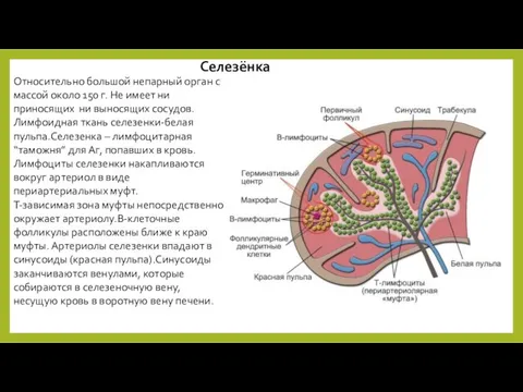 Селезёнка Относительно большой непарный орган с массой около 150 г. Не