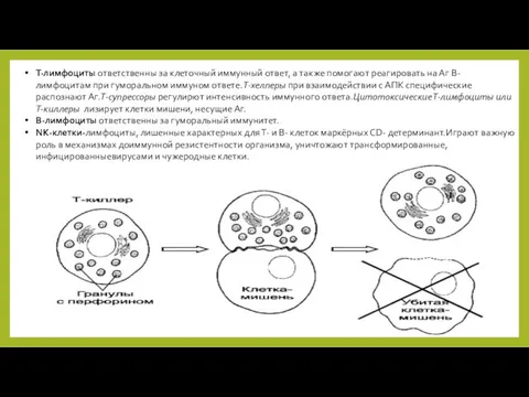 Т-лимфоциты ответственны за клеточный иммунный ответ, а также помогают реагировать на