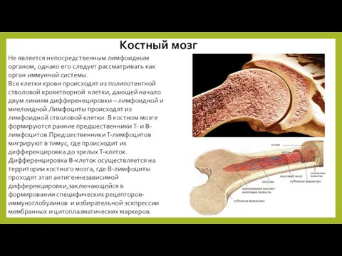 Костный мозг Не является непосредственным лимфоидным органом, однако его следует рассматривать