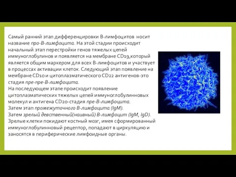 Самый ранний этап дифференцировки В-лимфоцитов носит название про-В-лимфоцита. На этой стадии