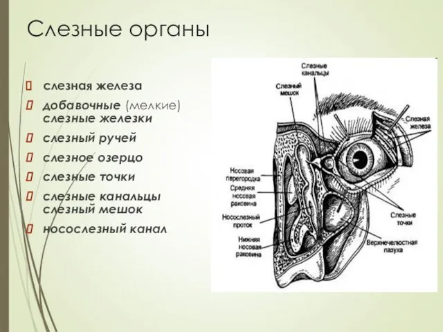 Слезные органы слезная железа добавочные (мелкие) слезные железки слезный ручей слезное