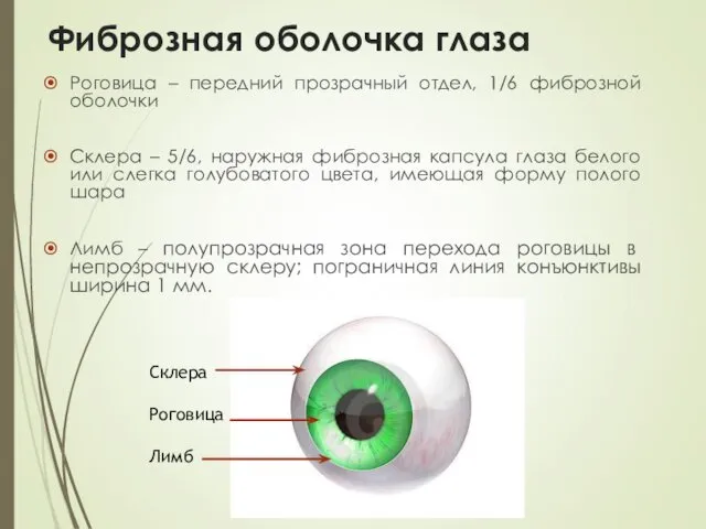 Фиброзная оболочка глаза Роговица – передний прозрачный отдел, 1/6 фиброзной оболочки