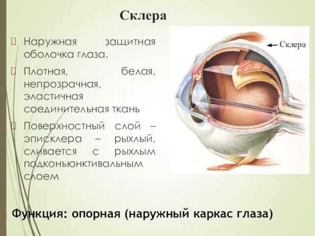 Склера Наружная защитная оболочка глаза. Плотная, белая, непрозрачная, эластичная соединительная ткань