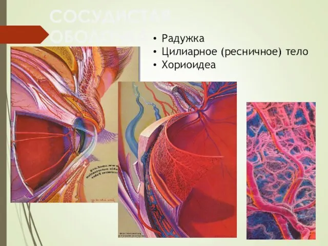 СОСУДИСТАЯ ОБОЛОЧКА Радужка Цилиарное (ресничное) тело Хориоидеа