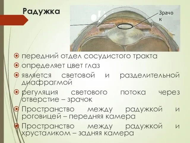 Радужка передний отдел сосудистого тракта определяет цвет глаз является световой и