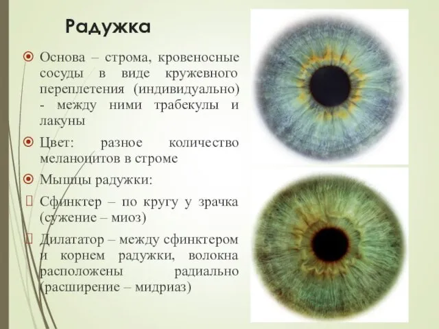 Радужка Основа – строма, кровеносные сосуды в виде кружевного переплетения (индивидуально)