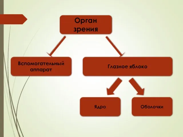 Орган зрения Вспомогательный аппарат Глазное яблоко Ядро Оболочки