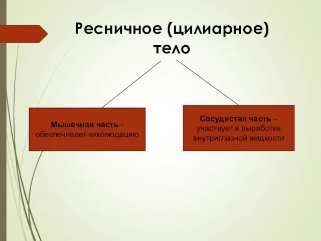 Ресничное (цилиарное) тело Мышечная часть - обеспечивает аккомодацию Сосудистая часть – участвует в выработке внутриглазной жидкости