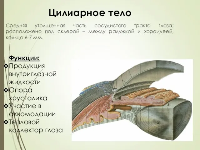 Цилиарное тело Средняя утолщенная часть сосудистого тракта глаза; расположено под склерой