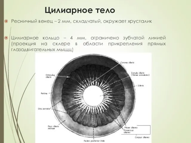 Цилиарное тело Ресничный венец – 2 мм, складчатый, окружает хрусталик Цилиарное