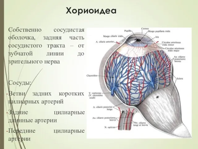 Хориоидеа Собственно сосудистая оболочка, задняя часть сосудистого тракта – от зубчатой